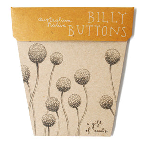 Sow 'n Sow's Gift of Seeds - Billy Buttons