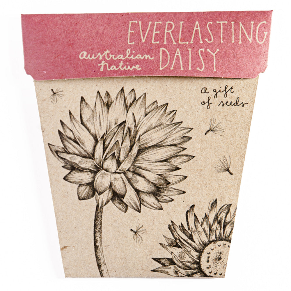 Sow 'n Sow's Gift of Seeds - Everlasting Daisy