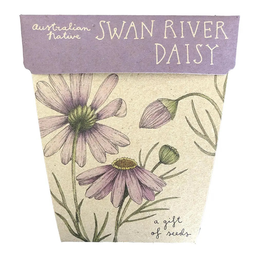 Sow 'n Sow's Gift of Seeds - Swan River Daisy